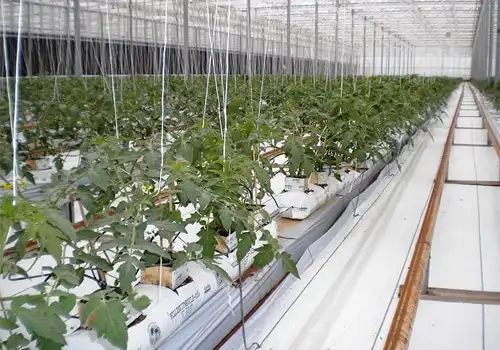 Coco Grow Bags